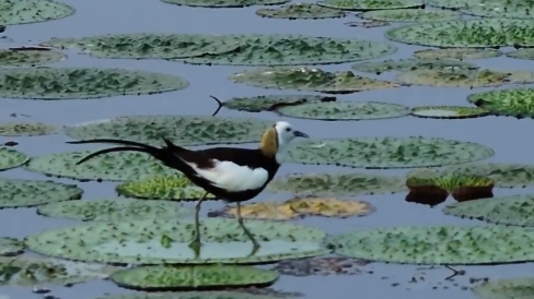 白洋淀&ldquo;小精靈&rdquo;有了專屬&ldquo;家園&rdquo;